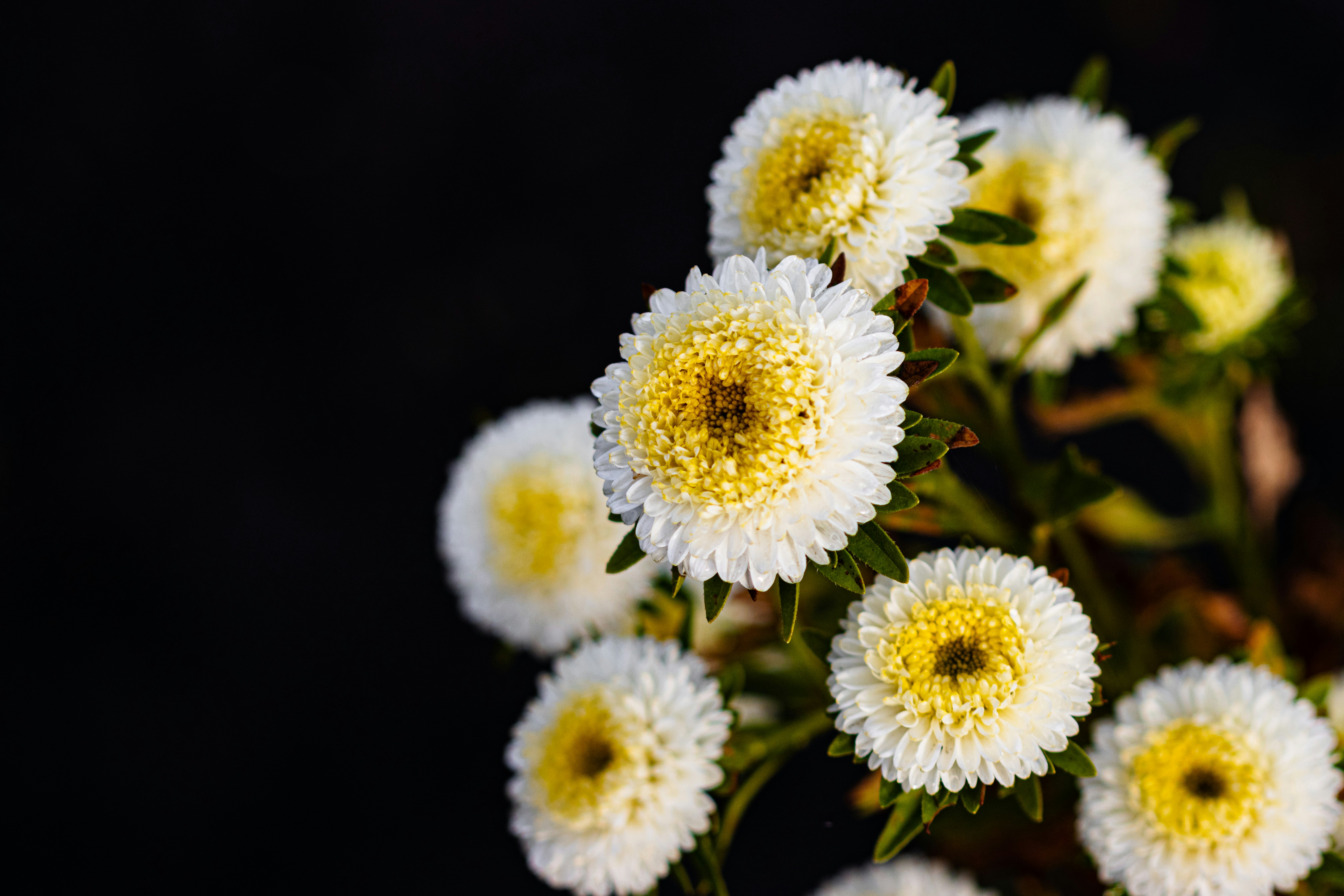 Chamomile Extract